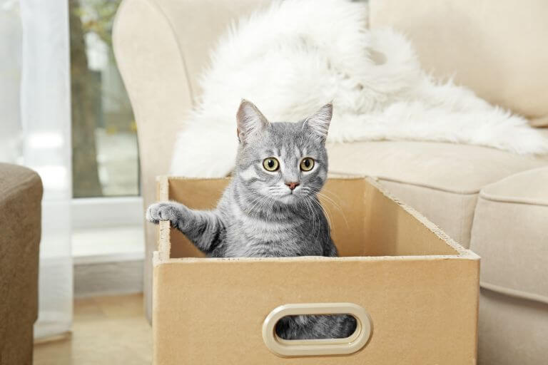 Freigänger-Katzen umsiedeln – das ist beim Revierwechsel wichtig