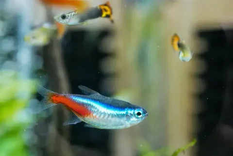 Ein blau-silber-roter fisch schwimmt in einem Aquarium