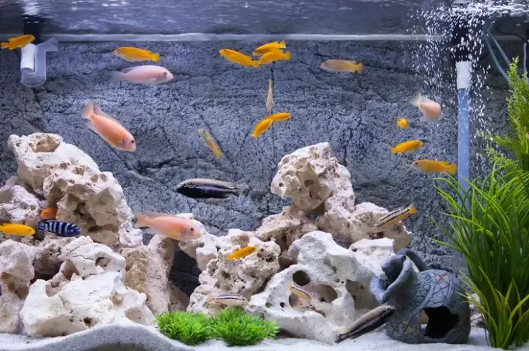 Aquarium übersiedeln  – so klappt der Umzug